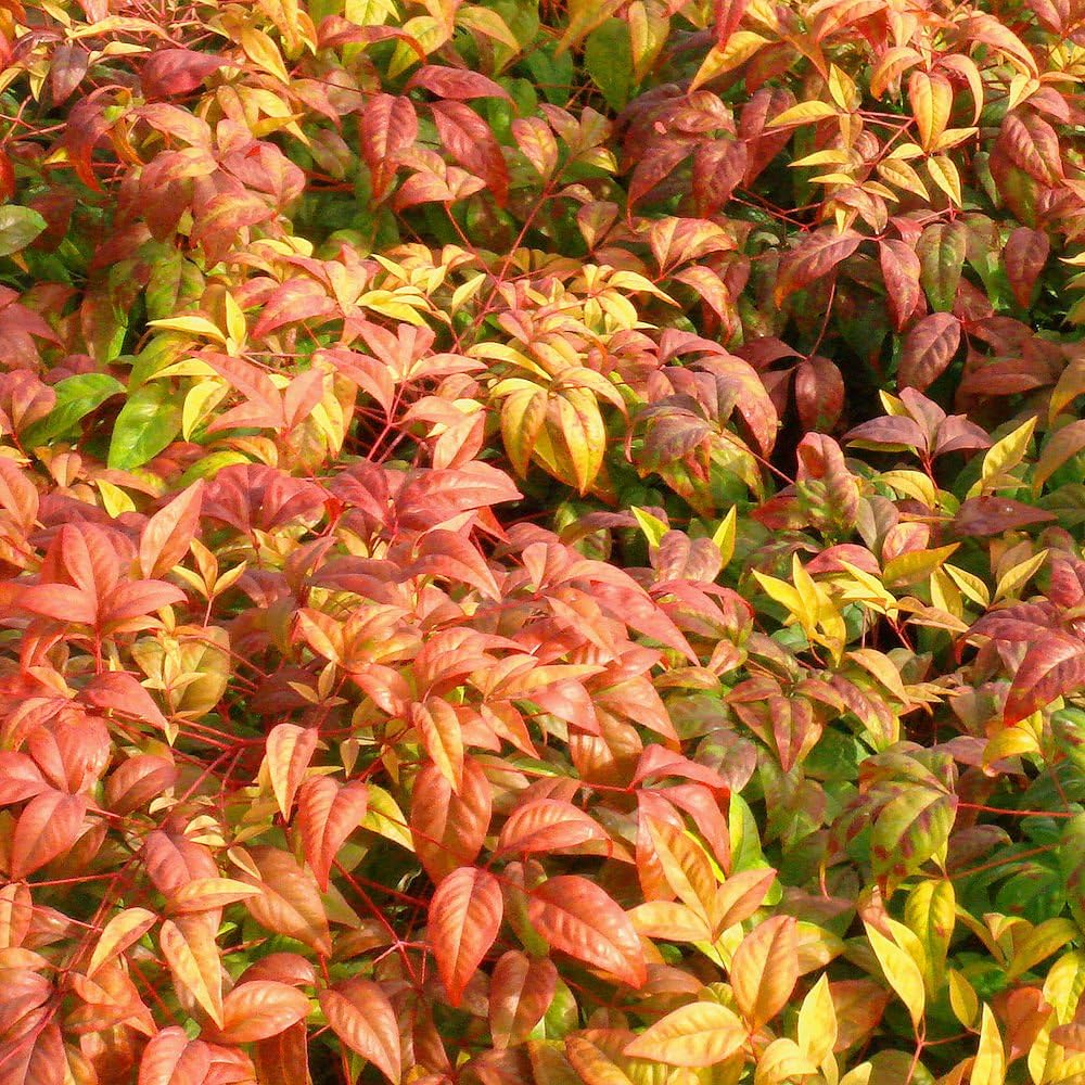 Nandina Firepower Evergreen Plant, 3 Quart Pot T503