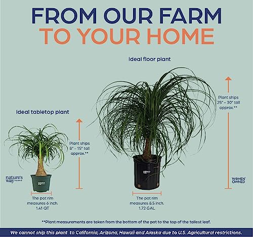 Ponytail Palm Live Houseplant in Growers Pot G933