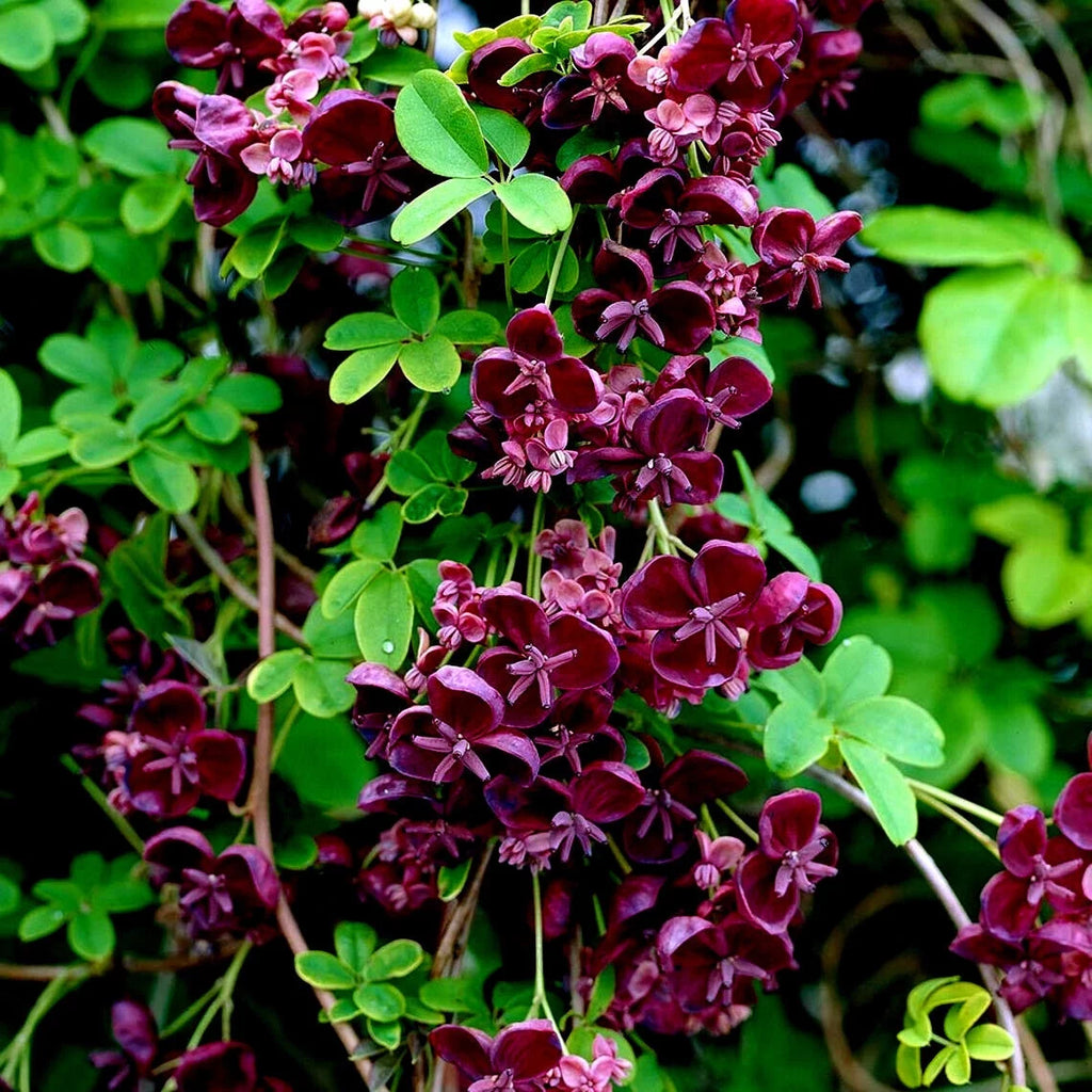 Chocolate Vine Seeds 3-Leaf Hardy Fruit Flower Climber, 40 Seeds J340638