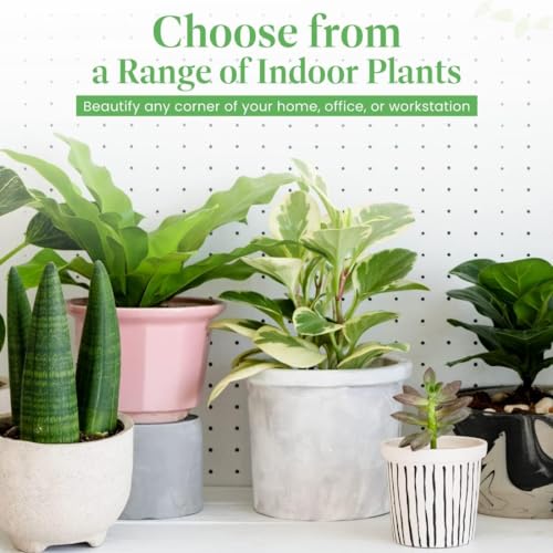 Calathea Makoyana in White Pot Cover, 6-Inch Indoor Plant M75792