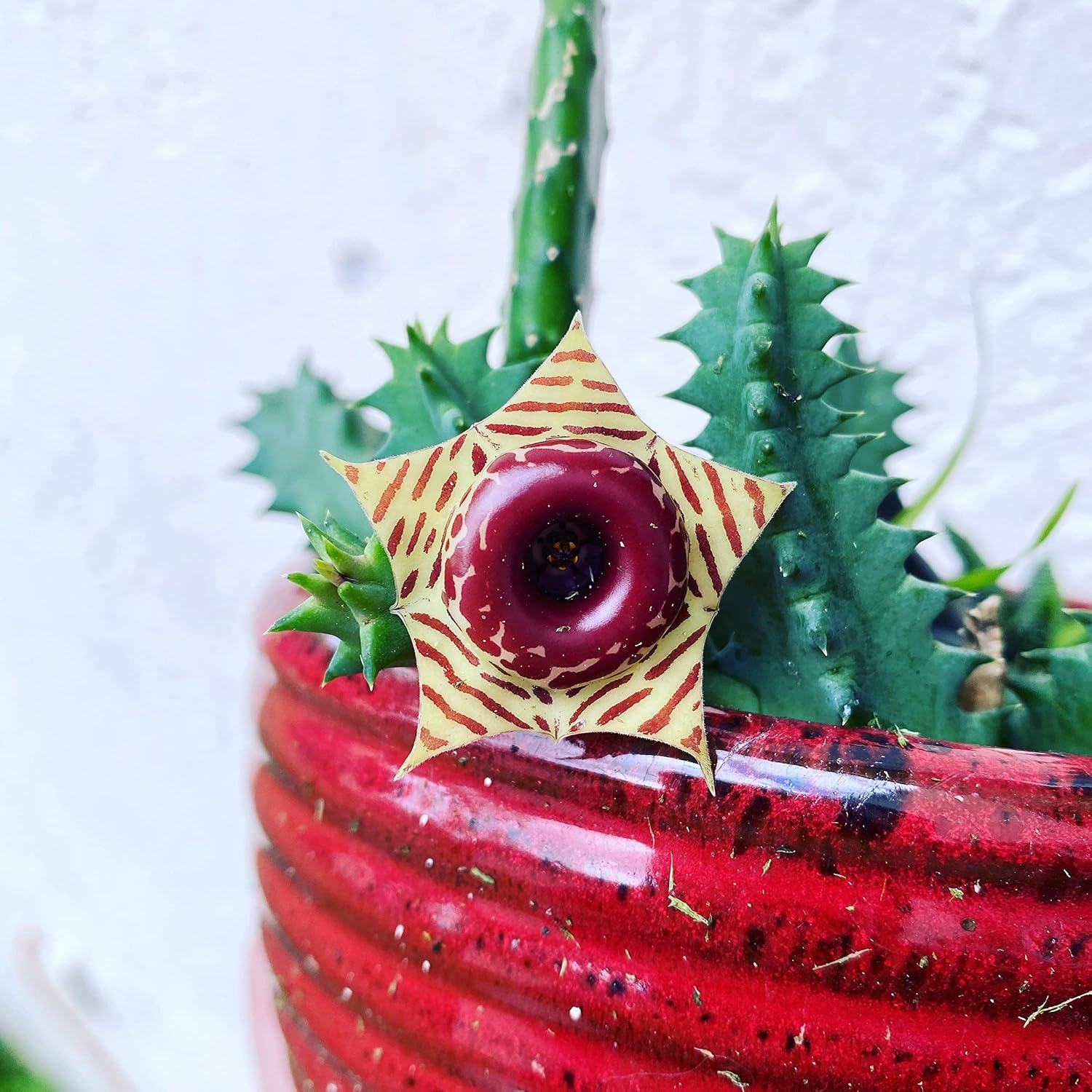 Cactus Succulent in 4 Inch Pot S2950