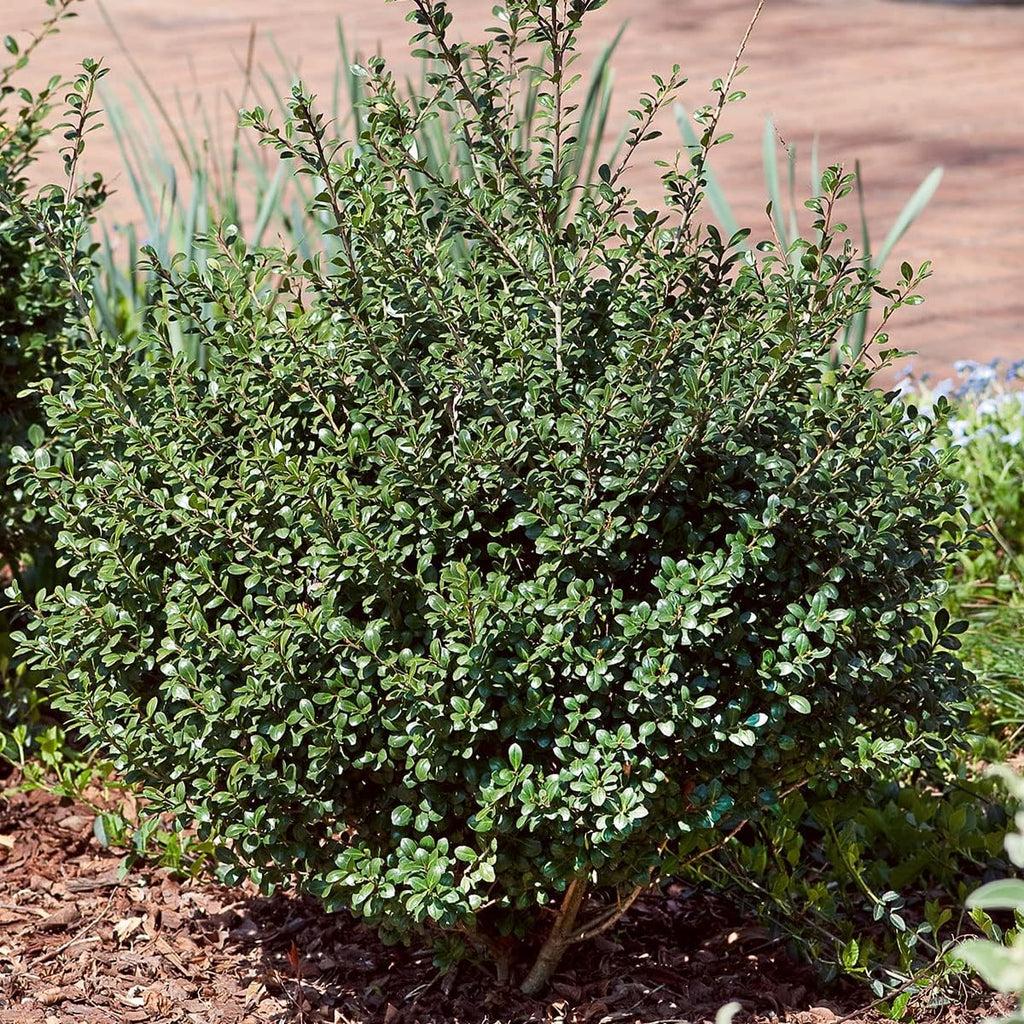 Japanese Holly Evergreen Shrub, Full Sun F92920