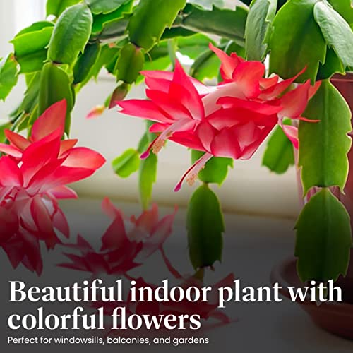 Christmas Cactus Live Indoor Plant, 6-Inch Pot C851797
