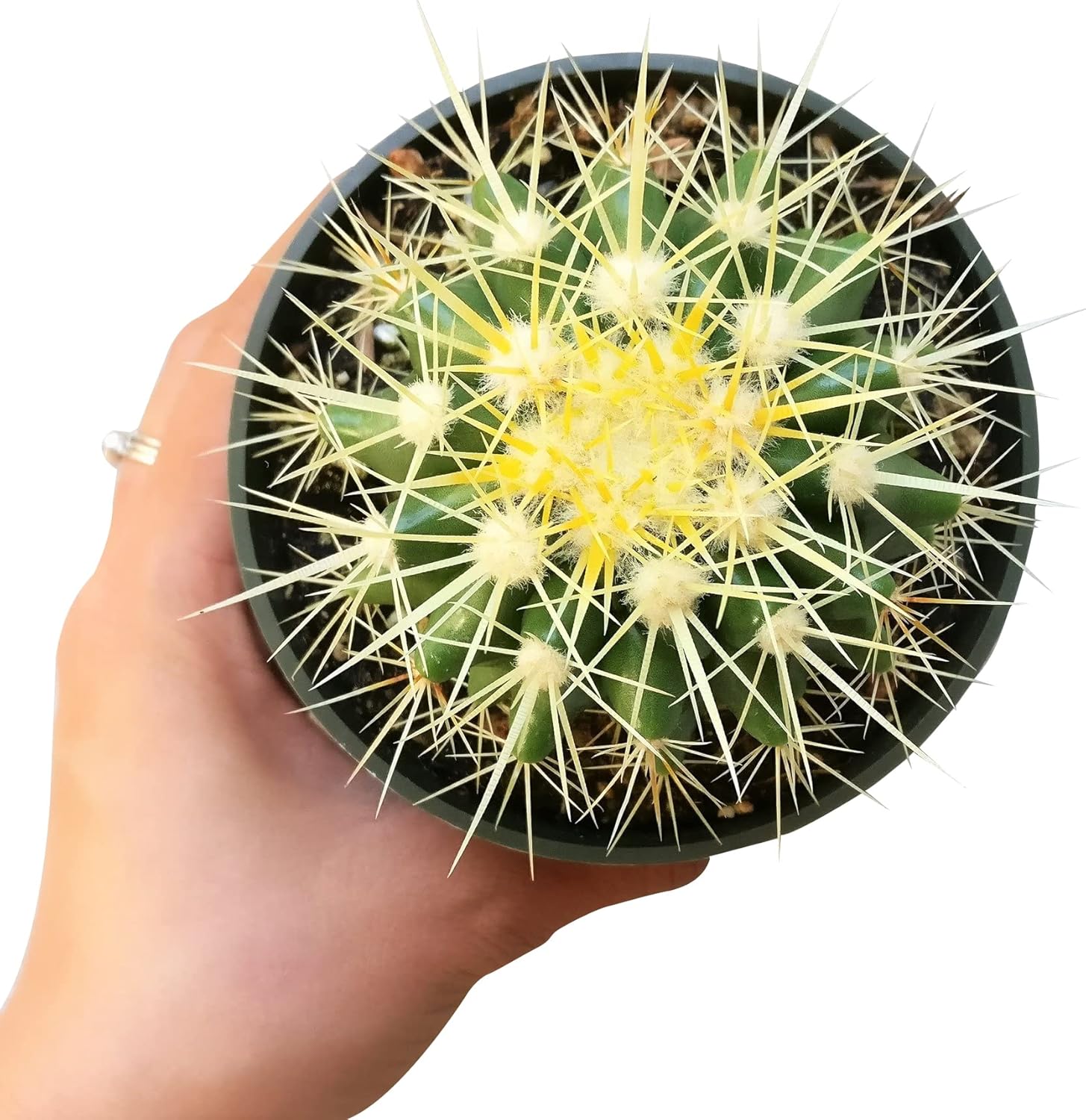 Golden Barrel Cactus 2 inch Assorted Live Succulent Plant Fully Rooted I20983