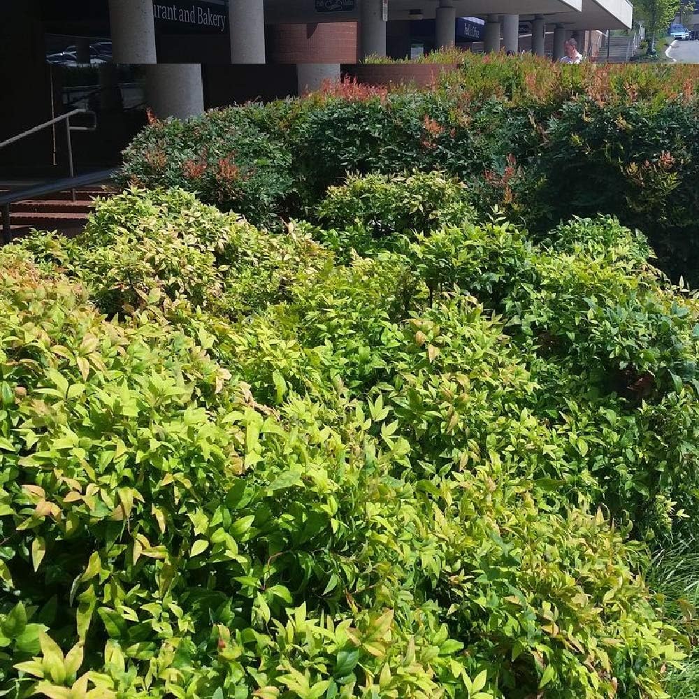 Nandina Firepower Evergreen Plant, 3 Quart Pot T503