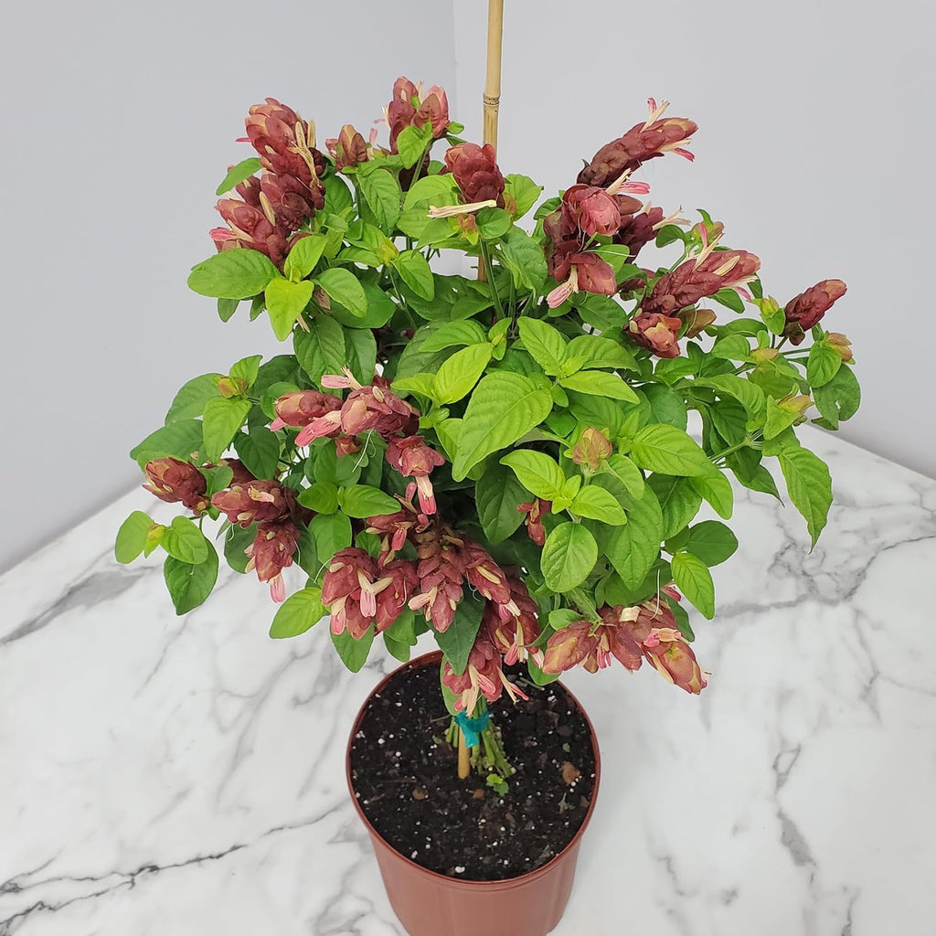 Braided Shrimp Tree Red Flowers 36-42 in Tropical Plant B319226