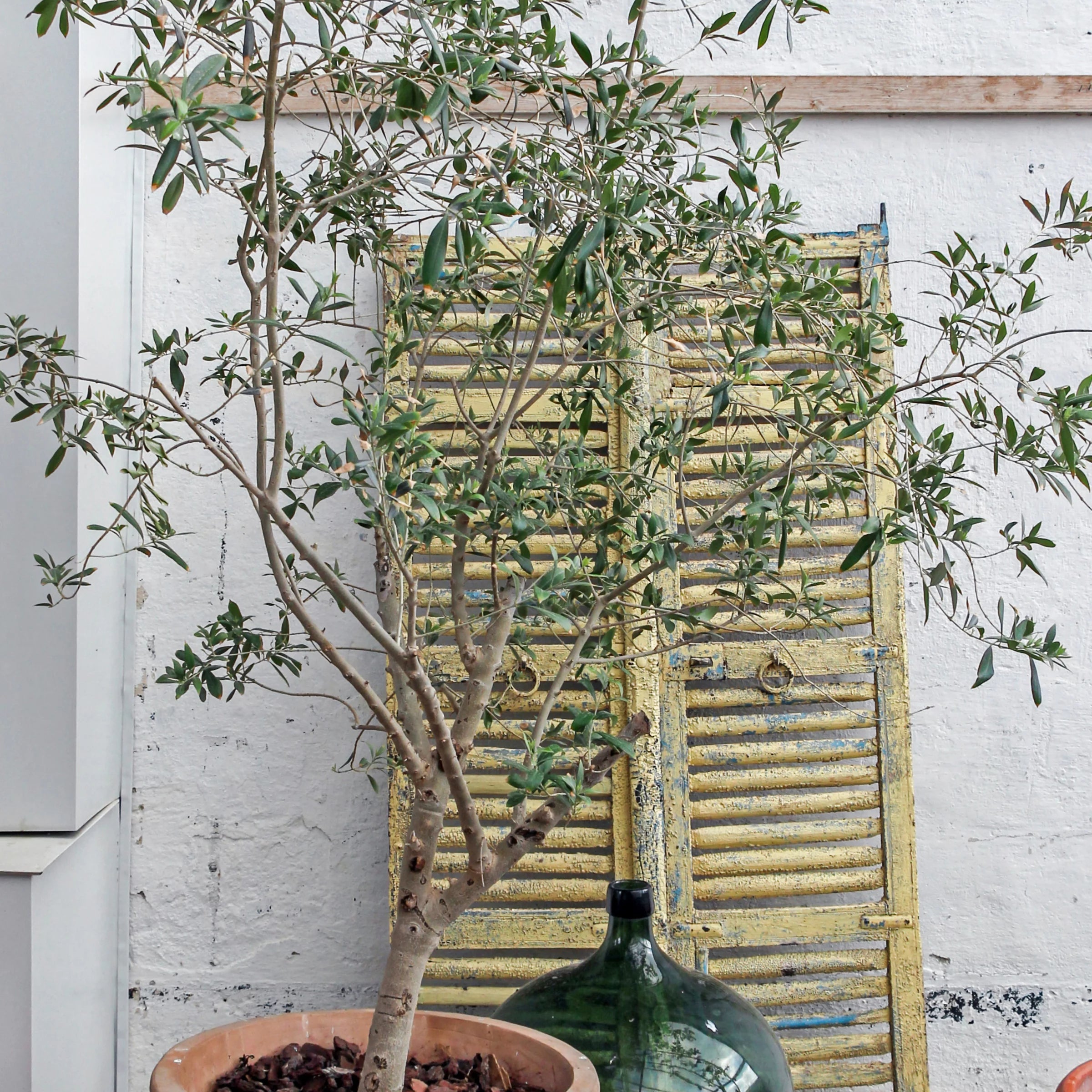 Live Olive Tree in Grower Container V887083