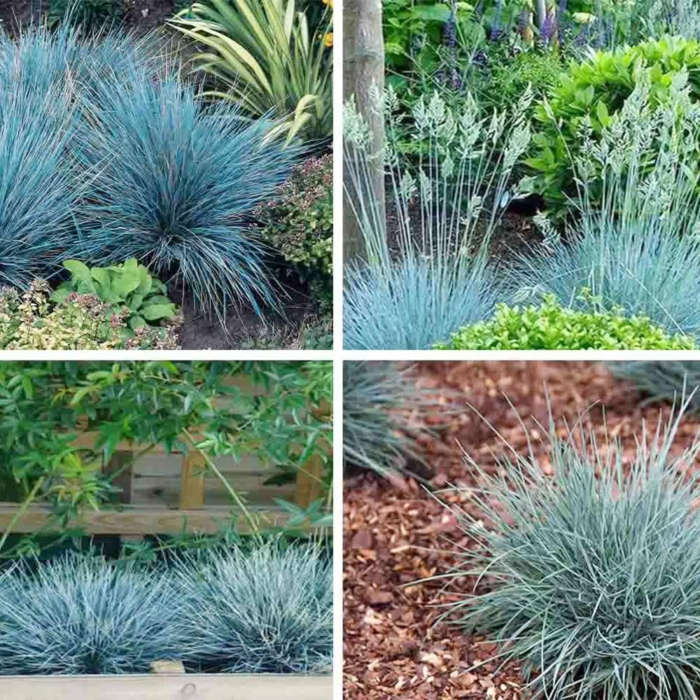 Blue Fescue Ornamental Grass Seeds R5624