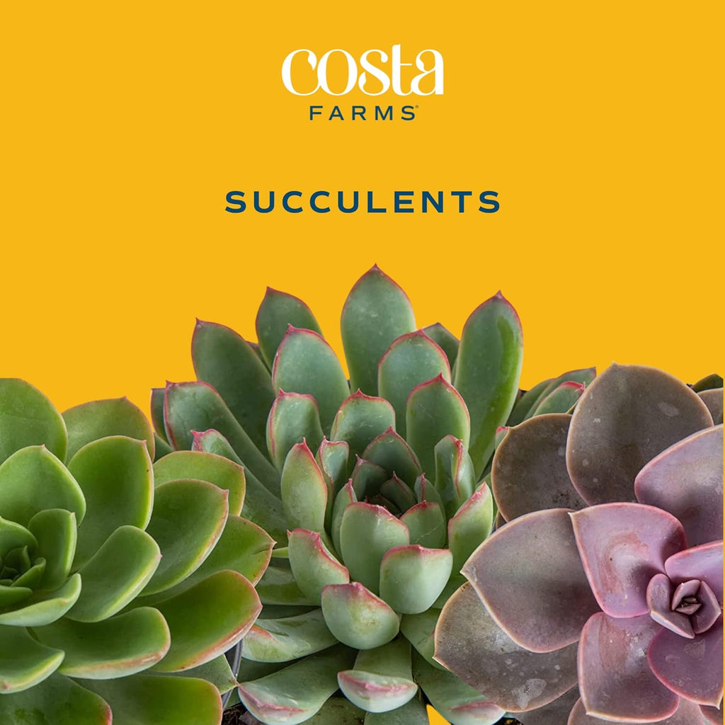 Succulent Plants (18-Pack) with Pots and Soil L722138